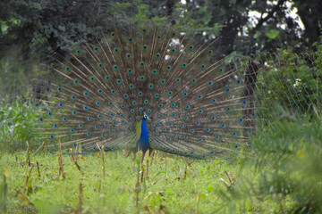 Peacock with feathers out