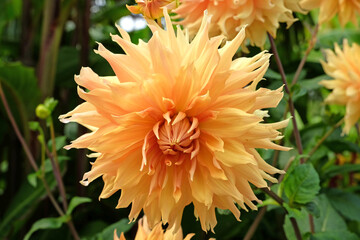 Yellow and gold giant decorative Dahlia 'Hamari Gold' in flower.