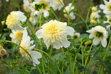 White and yellow anemone dahlia 'Platinum Blonde' in flower. © Alexandra