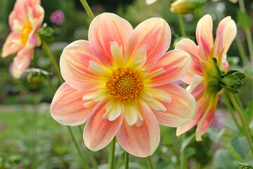 Peach and cream collarette dahlia 'april heather' in flower.