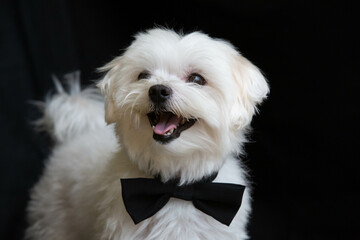 Maltese dog