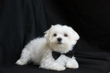Maltese dog