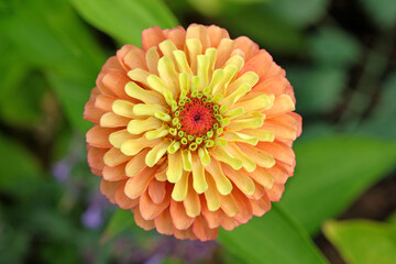 Zinnia elegans 'Queen Lime Orange' in flower.