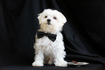 Maltese dog