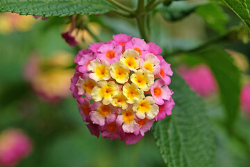 Pink and yellow Common Lantana Camera Evita Rose, also known as shrub verbena, in flower.