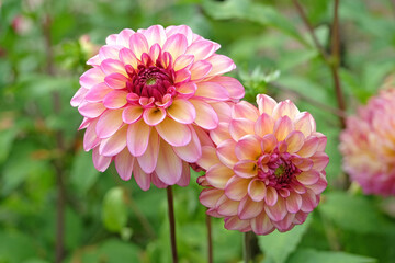 Dusky pink ball dahlia 'Foxy Lady'  in flower. © Alexandra
