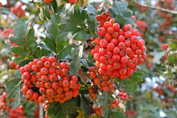 The red fruit berries of the Sorbus hybrida 'Gibbsii' rowan tree.