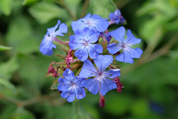 Chinese plumbago Ceratostigma willmottianum Forest Blue ÔLiceÕ in flower.
