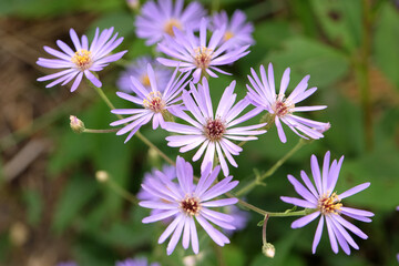 Obraz premium Lilac coloured Symphyotrichum 'Prairie Purple' aster in flower.