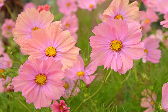 Coral pink Cosmos bipinnatus 'Apricotta' in flower.
