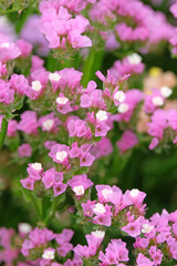 Purple Limonium platyphyllum, also called Sea Lavender, marsh rosemary, or statice, in flower.