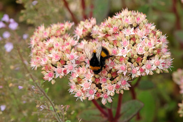 White tailed bumble bee on a pink and cream Sedum stonecrop Hylotelephium 'MatronaÕ.