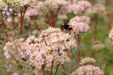 White tailed bumble bee on a pink and cream Sedum stonecrop Hylotelephium 'MatronaÕ. - obrazy, fototapety, plakaty