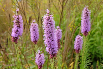 The purple bottle brush spikes of Gayfeather, Liatris spicata, also known as marsh blazing star or prairie gayfeather.