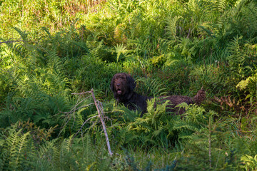 a happy hunting dog, a pudelpointer, on a mountain meadow at a sunny autumn morning