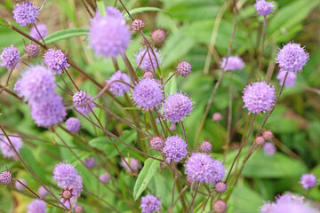 Purple flower heads of Succisa pratensis, also known as devil's bit or devil's bit scabious.