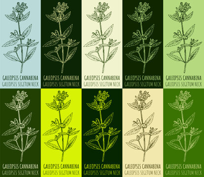 Set of vector drawing of GALEOPSIS CANNABINA in various colors. Hand drawn illustration. Latin name GALEOPSIS SEGETUM NECK.
