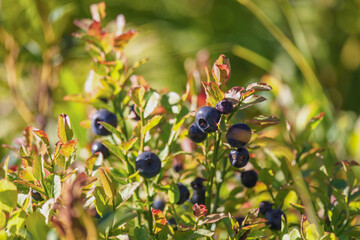 wonderful colors in autumn - bilberries with red leaves at a sunny september day on the mountains