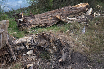 Rotting back to nature