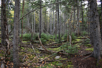 Trees in the forest- Acadia National Park