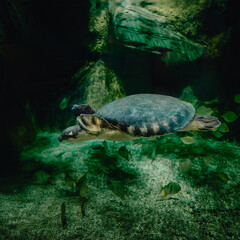 Obraz premium From below of calm big pig nosed turtle