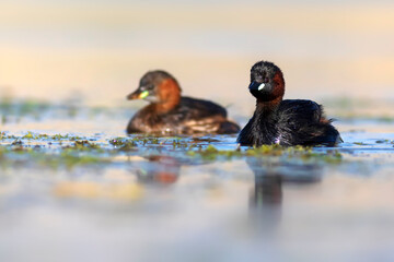 Cute little birds. A waterfowl common in wetlands Little Grebe. (Tachybaptus ruficollis).