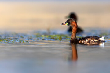 Cute little bird. A waterfowl common in wetlands Little Grebe. (Tachybaptus ruficollis).