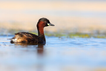 Cute little bird. A waterfowl common in wetlands Little Grebe. (Tachybaptus ruficollis).