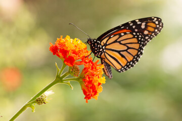 Mariposa