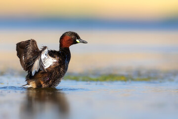 Cute little bird. A waterfowl common in wetlands Little Grebe. (Tachybaptus ruficollis).