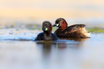 Cute little birds. A waterfowl common in wetlands Little Grebe. (Tachybaptus ruficollis).