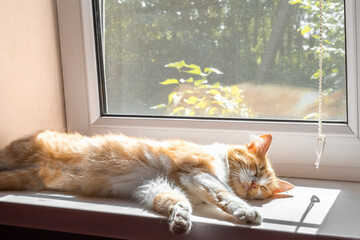 A ginger cat sleeps stretched out on the windowsill, in the rays of the morning sun. rest and...