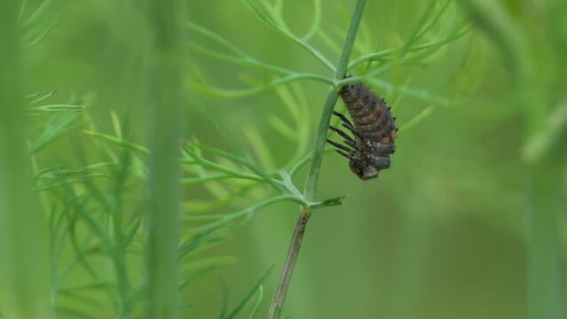 Ladybug beetle ready for pupating