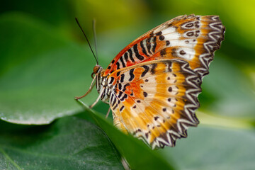 mariposa