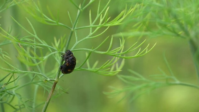 Ladybug beetle ready for pupating