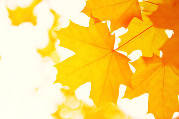 Tree leaf. Banner autumn yellow maple leaves on a branch in the park. Yellow background in sunbeams with bokeh. Beautiful natural landscape in the afternoon.