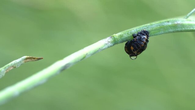 Ladybug beetle ready for pupating