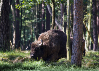 Duży żubr w starym jesiennym lesie © kubikactive
