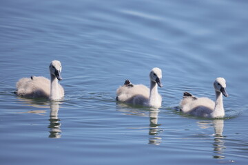 Three young swans swim on the blue surface of water