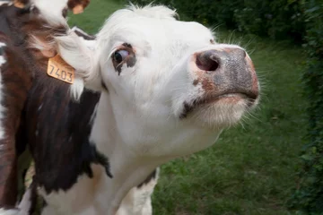 Fotobehang Kop van een nieuwsgierige koe © Tineke Jongewaard