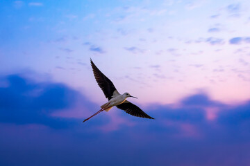 Flying bird. Purple blue sky background. BirdS: Black winged Stilt.  