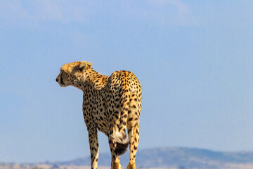 Portrait of a cheetah (Acinonyx jubatus)