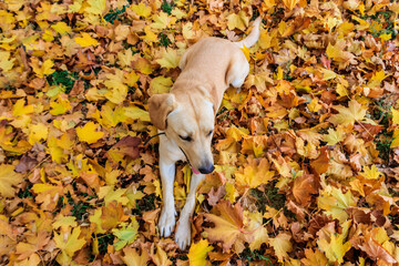 Young labrador retriever dog in the fallen yellow maple leaves in autumn park