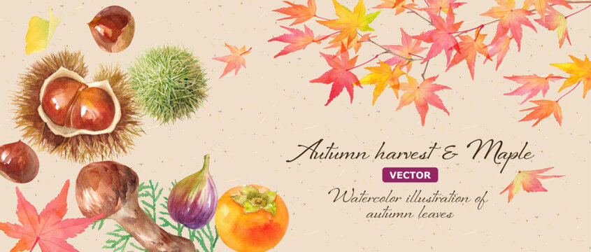 秋の味覚（栗、柿、イチジク、マツタケ）と紅葉で構成した秋のイメージバナー背景。水彩イラスト。（ベクター。レイアウト変更可能）
