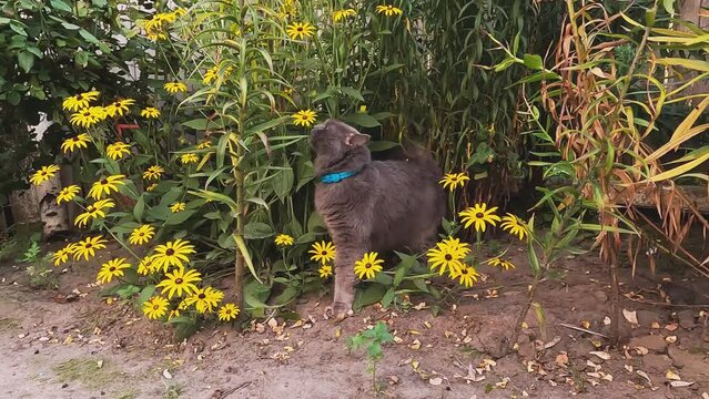 British cat on the grass and sniffing flowers. High-quality shooting in 4K format. Concepts about pets, freedom, nature, smells, entertainment, castration, veterinary medicine, treatment, reproduction