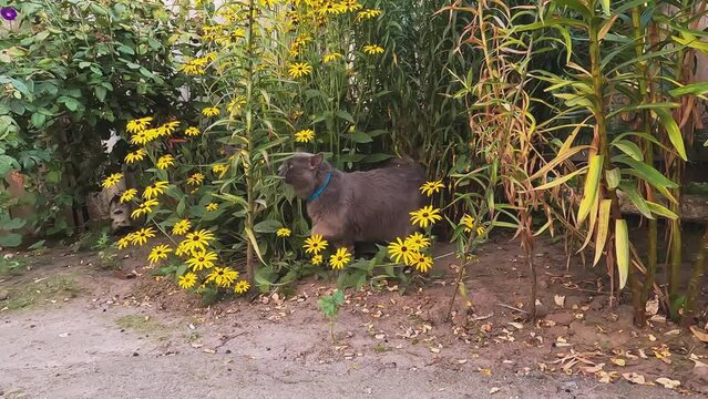Curious fluffy gray cat Nebelung walks and smells flowers in nature. The concept of domestic animals in the village, freedom, beauty, cat breeds, catarium, breeding, care and maintenance, temperament