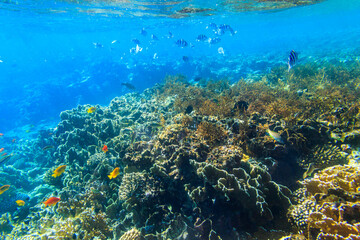 Fototapeta na wymiar Different tropical fish at coral reef in the Red sea in Blue lagoon, Sinai peninsula in Egypt