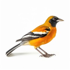 Scotts oriole bird isolated on white background.