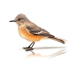 Says phoebe bird isolated on white background.