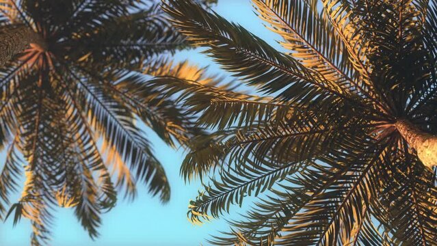 3D loop animation - Background of palm trees whose leaves move in the wind at sunset